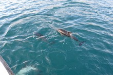 Kaikoura - Nage avec les dauphins