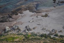 Point Labatt Seals Colony