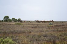 Troupeau de chameaux sur la route