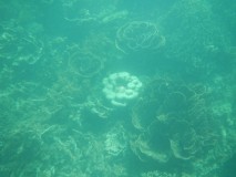 Ayre's Rock Snorkelling - Coral Bay