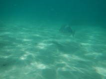 Snorkelling - Coral Bay