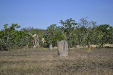 Magnetic Termite Mounds