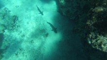 Snorkelling with reef sharks